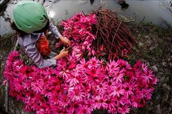 Thêm lợi nhuận khi trồng xen canh hoa súng ở Hậu Giang