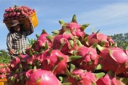 Phá thế bế tắc cho nông sản Việt vào Trung Quốc