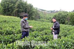 Nâng tầm nghề chè truyền thống