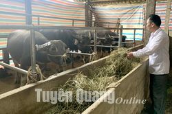 8 con trâu bị chết do rét đậm, rét hại