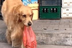 Chủ say khướt đưa chó Golden cầm ví đi mua đồ, về nhà mở ra thì dở khóc dở cười