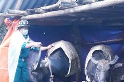 Nghệ An: Hàng trăm trâu bò của người dân huyện miền núi chết rét