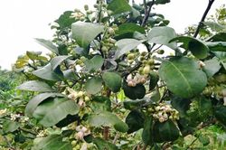 Người dân Hà Tĩnh với nỗi lo mất mùa bưởi Phúc Trạch