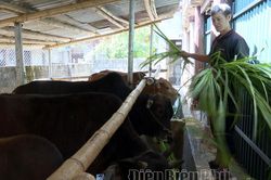 Cựu chiến binh Lò Văn Lún làm kinh tế giỏi
