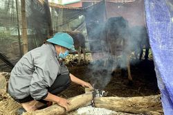 TP. Điện Biên Phủ chủ động phòng, chống rét cho gia súc