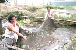 Phát triển thủy sản gắn với ứng dụng công nghệ sinh học