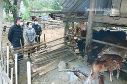 Kiểm tra công tác phòng, chống rét cho gia súc tại huyện Bắc Yên