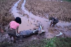 Cạn lời trước những pha lao xe xuống ruộng của 'người chơi hệ tắm bùn'