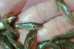 Việt Nam có loài cá từng bị chê 'tới bến', nay mang về trăm triệu/năm