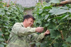 Thái Niên xây dựng xã nông thôn mới nâng cao