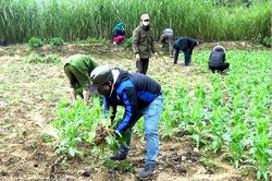Phát hiện, nhổ bỏ hàng nghìn cây thuốc phiện