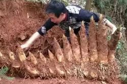Đào được gốc măng 14 múp, cả làng tới xem chuyện xưa nay hiếm