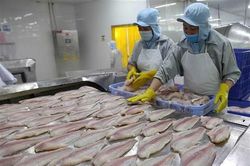 Kim ngạch 450 triệu USD, Trung Quốc vẫn giữ vị trí nhập khẩu cá tra hàng đầu Việt Nam