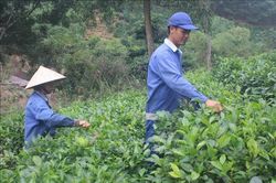 Phát triển đối tượng tham gia BHXH tại các hợp tác xã