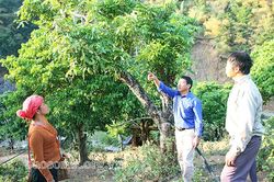 Tạ Khoa chuyển đổi cây trồng