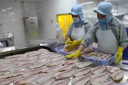Cá tra hướng đến mục tiêu kim ngạch xuất khẩu đạt trên 1,6 tỷ USD