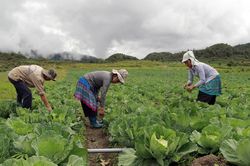 Nâng cao thu nhập từ sản xuất vụ đông