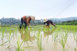 Tất bật vào vụ cấy lúa xuân
