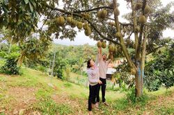 Sản xuất nông nghiệp, công nghiệp chế biến gắn với tiêu thụ nông sản còn hạn chế
