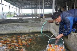 Loài cá sống dai cả thế kỉ, nhiều người Việt nuôi có trăm triệu 'đút túi'