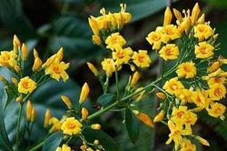 3 học sinh rủ nhau ăn lá ngón tự tử sau khi xảy ra mâu thuẫn với bạn