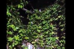 Cà Mau xác minh clip âm thanh đánh đập trẻ em