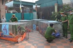 Người đàn ông nuôi nhốt 14 con hổ trong hầm nhà bị phạt 7 năm tù