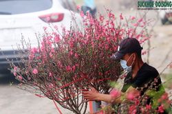 Chuyện lạ: Hoa đào, mai trắng vẫn nở rộ, bày bán đầu tháng 3 ở Hà Nội