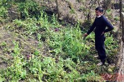 Bắt đối tượng trồng cây thuốc phiện trái phép ở Sa Pa