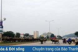 Mất an toàn giao thông trên đường Hùng Vương