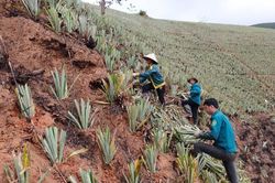 Mở rộng 280 ha dứa trong năm 2022
