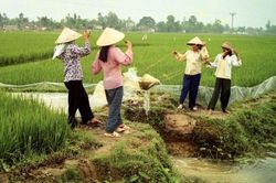 Cuộc đời qua ống kính: Tát nước lúa Xuân