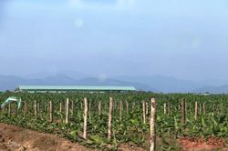 Lào tăng tốc xuất khẩu hàng hóa nông nghiệp