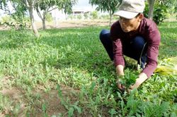 'Lộc trời' xưa vứt đi, nay đem về trồng không cần chăm vẫn có tiền triệu