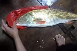 Ngư dân Hà Tĩnh bắt được cá 'lạ', nghi cá sủ vàng quý hiếm