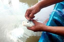 Loài cá đặc sản quý hiếm ở Việt Nam 'suýt tuyệt chủng'