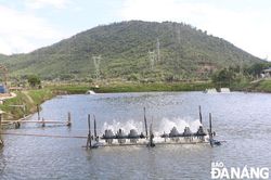 Nông dân vào vụ nuôi tôm mới