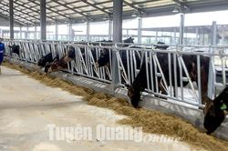 Công ty cổ phần Hồ Toản nhập gần 900 con bò sữa từ Mỹ