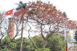 Hà Nội mùa cây thay lá