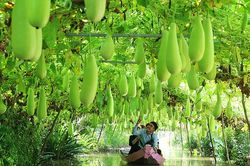 Du lịch nông thôn-xu hướng đáng khuyến khích