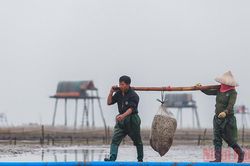 Thái Bình quy hoạch vùng nuôi ngao rộng hơn 1.400 ha