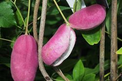 Kỳ lạ 'khoai lang tím' mọc đầy cây: Là thần dược quý ông ao ước!