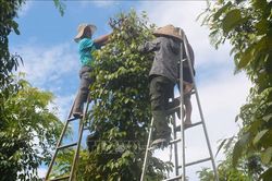 Nông dân vẫn kém vui dù giá hồ tiêu tăng
