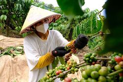 Cơ chế nào cho Đầm Ròn