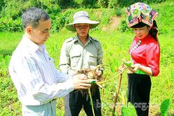 Sơn La sản xuất nông nghiệp hữu cơ • Kỳ 2: Cần những giải pháp đồng bộ