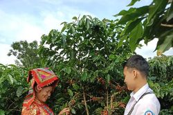 Những phụ nữ Thái ở miền núi Sơn La vươn lên làm chủ cuộc sống từ cây cà phê