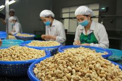 Làm rõ thông tin cả trăm container điều Việt Nam xuất vào Ý có nguy cơ bị lừa đảo