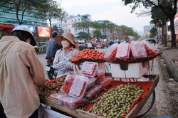 Mận hậu Sơn La đầu mùa giá chát nhưng vẫn 'cháy' hàng