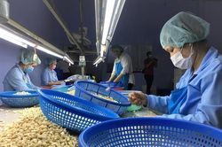 Năm ngân hàng Việt liên quan trong vụ mất lô điều hàng trăm triệu USD
