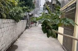 Cây đu đủ mọc ngang ngược ra giữa đường nhưng vẫn không chặt đi, biết lý do ai nấy cũng gật gù đồng tình